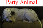 party animal, Rex the Dalmatian, rant, geek, funny, tech woes, computer problems, stupid, t-shirts, mugs, gifts, sports, humor, soccer, basketball, clothing, sweat shirts, apparel,cafepress, dubya, george, levity, political humor, geek humor